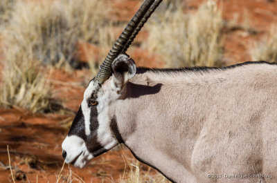 Oryx