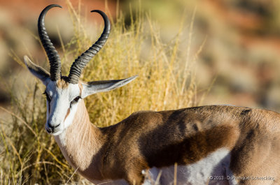 Springbok