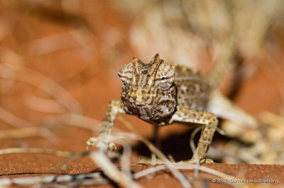Chamaeleo namaquensis