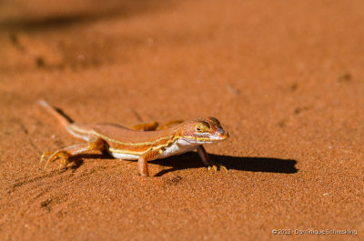 Wedge-snouted Desert Lizard 