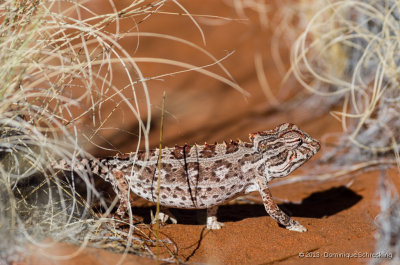 Chamaeleo namaquensis
