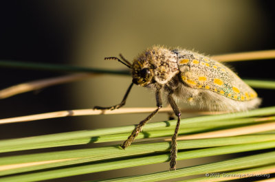 Hairy Jewel Beetle 