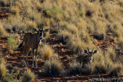 Young Oryx