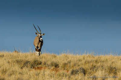 Oryx