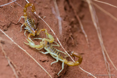 Scorpions