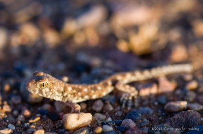 Barking Gecko