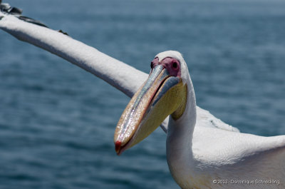 Pelican