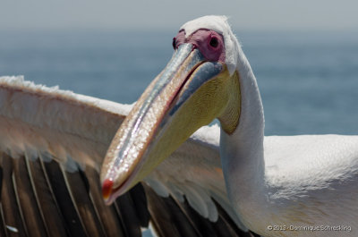 Pelican