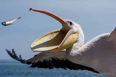 Pelican