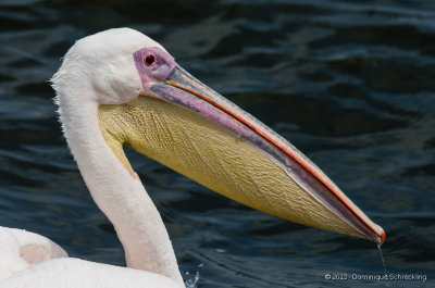 Pelican