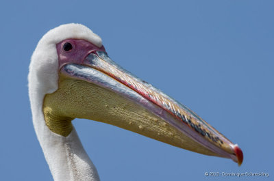 Pelican