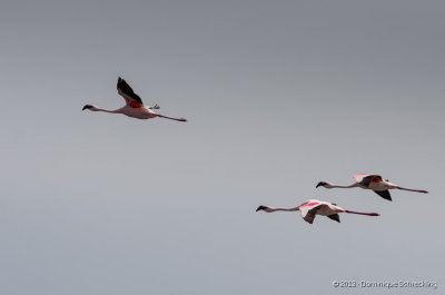 Flamingos