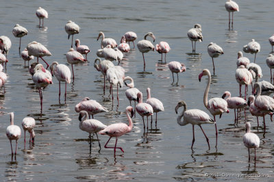 Flamingos