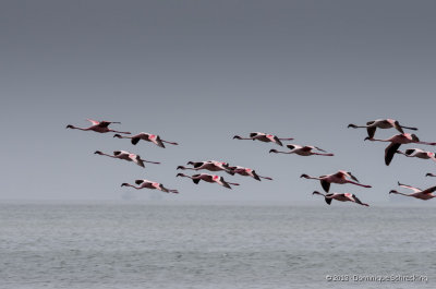 Flamingos