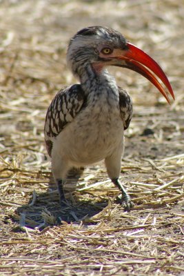 Tockus erythrorhynchus