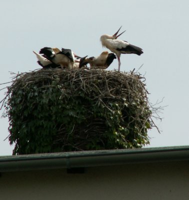 Storks nesting