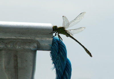 Dragonfly on Board