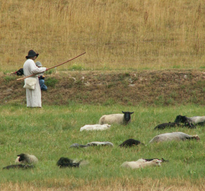Shepherd hard at work on the river bank