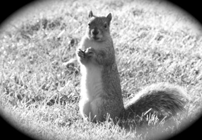 A squirrel on the lawn of ISUs School of Engineering DSCF7515.jpg
