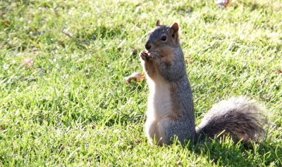 ISU School of Engineering Squirrel DSCF7516.jpg