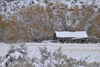Snow Scene from Pocatello Creek Road _DSC9699.jpg