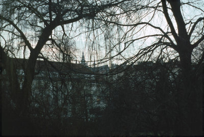 Prague through branches