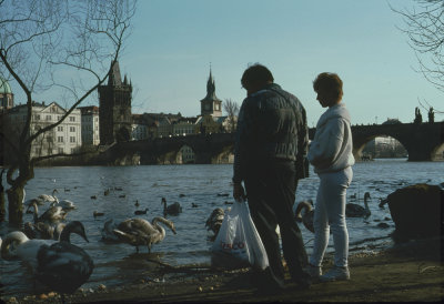 Prague, feeding ducks and geese