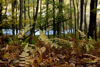 Arcadia Wildlife Sanctuary, Easthampton
