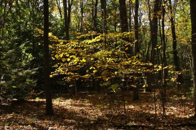 Arcadia Wildlife Sanctuary, Easthampton