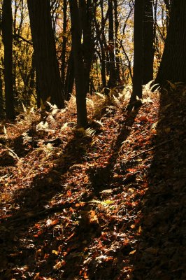 Arcadia Wildlife Sanctuary, Easthampton