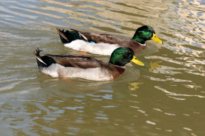 Fat Ducks