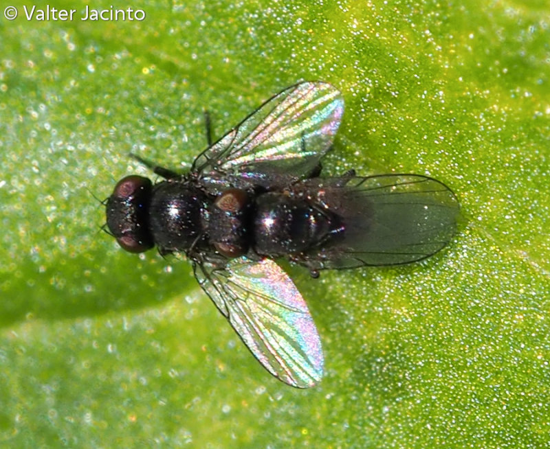 Leafminer Fly (Agromyzidae)