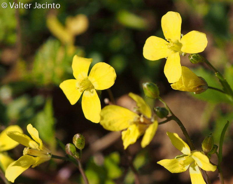 Labrsto-de-flor-amarela (Brassica barrelieri)