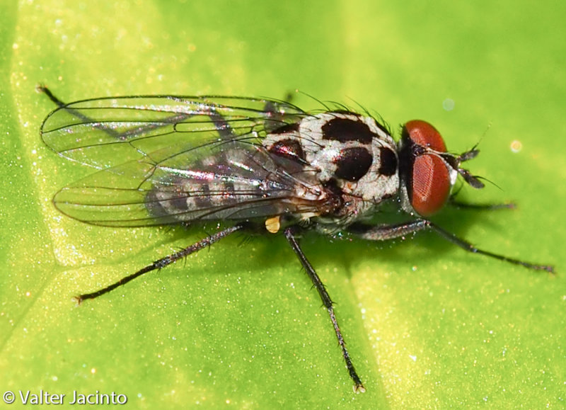 Anthomiid Fly
