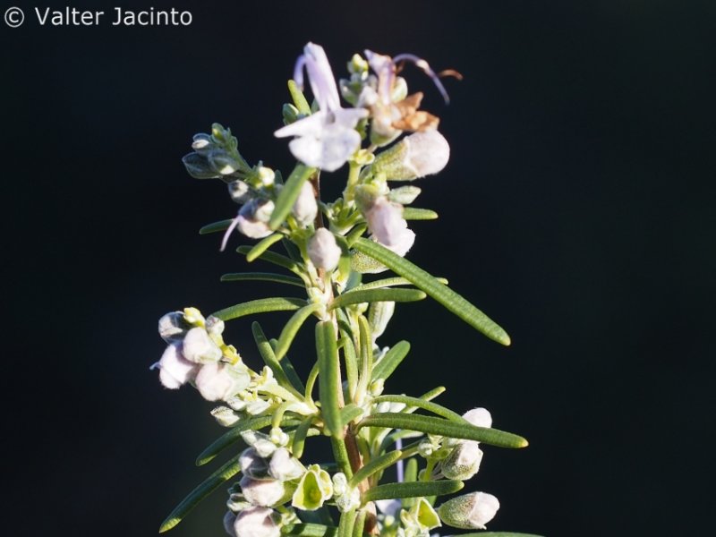 Rosemary