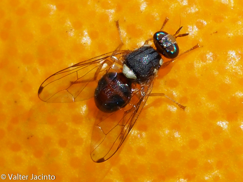 Olive Fruit Fly (Bactrocera oleae)