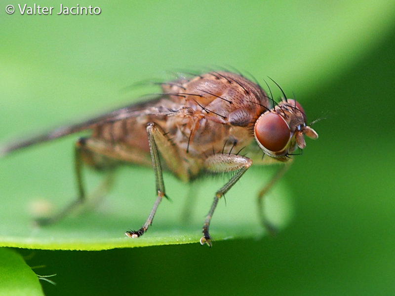 Heleomyzid Fly (Suillia variegata)