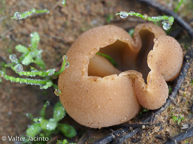 Mushroom