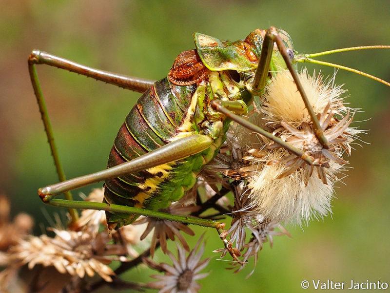 Steropleurus pseudolus