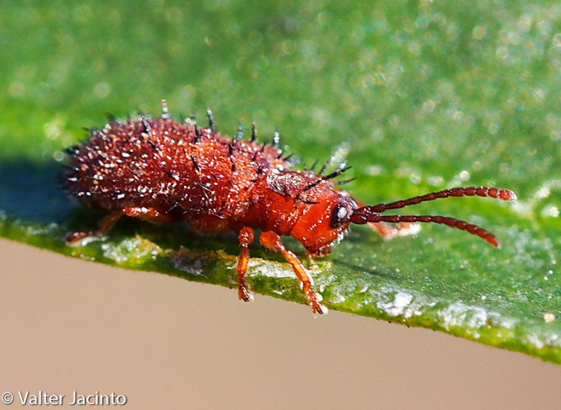 Escaravelho // Beetle (Dicladispa testacea)