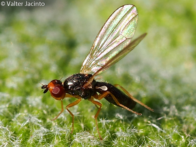 Mosca // Fly (Chamaepsila sp.)