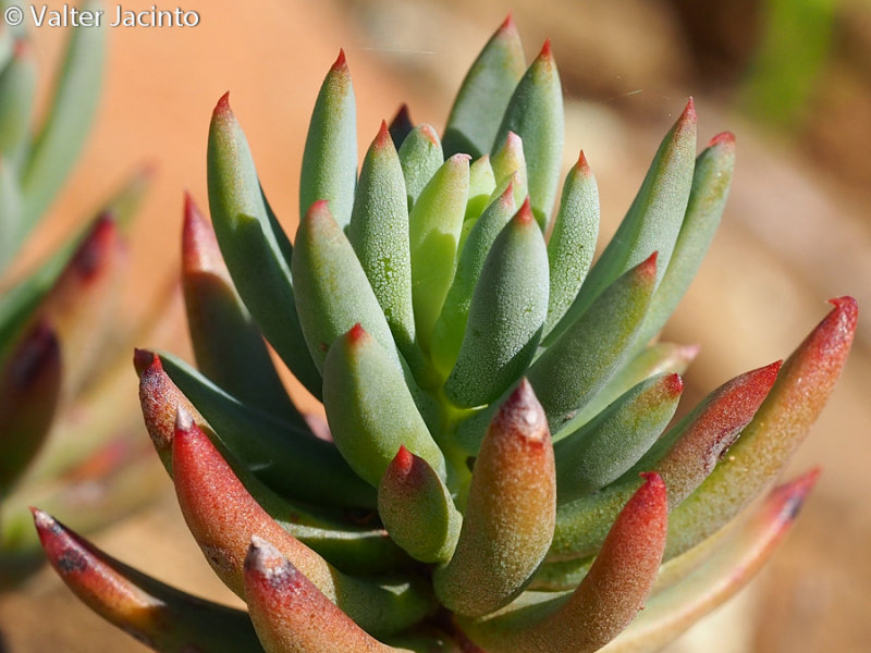 Pale Stonecrop (Sedum sediforme)