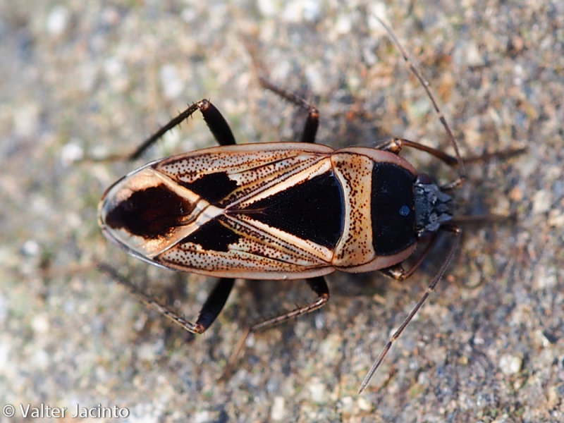 Bug (Xanthochilus saturnius)