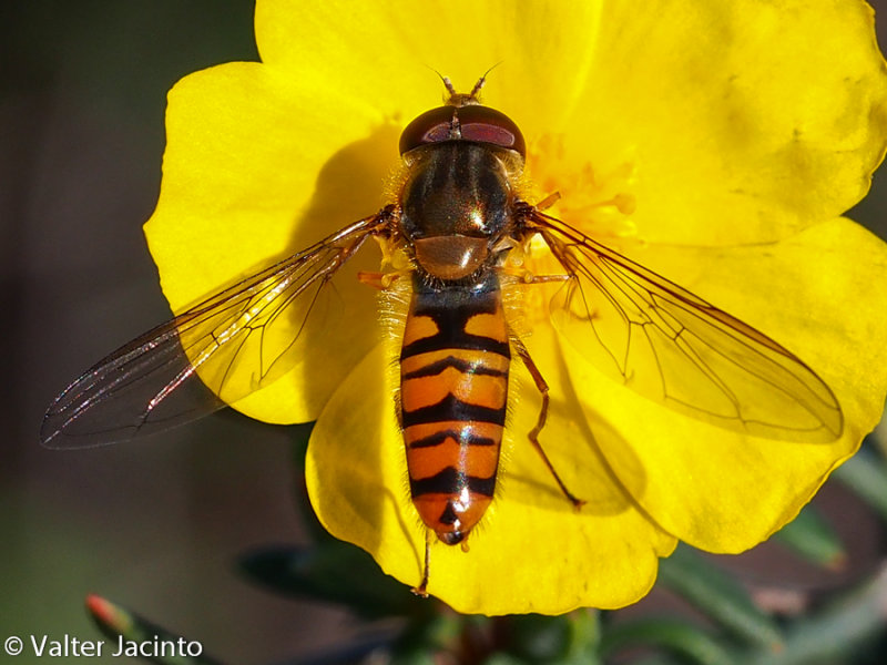 Mosca-das-flores-comum // Marmalade Hoverfly (Episyrphus balteatus)