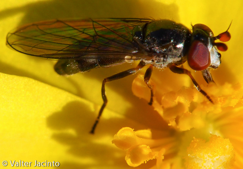 Mosca // Syrphid Fly (Chamaesyrphus lusitanicus)