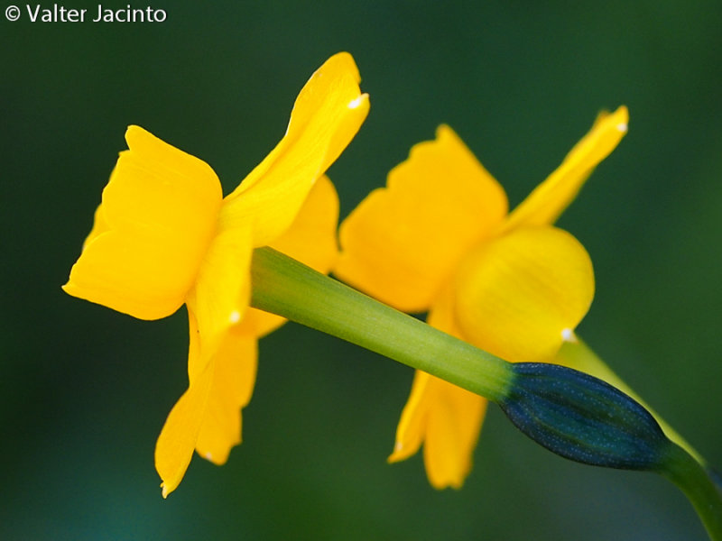 Narciso (Narcissus willkommii)