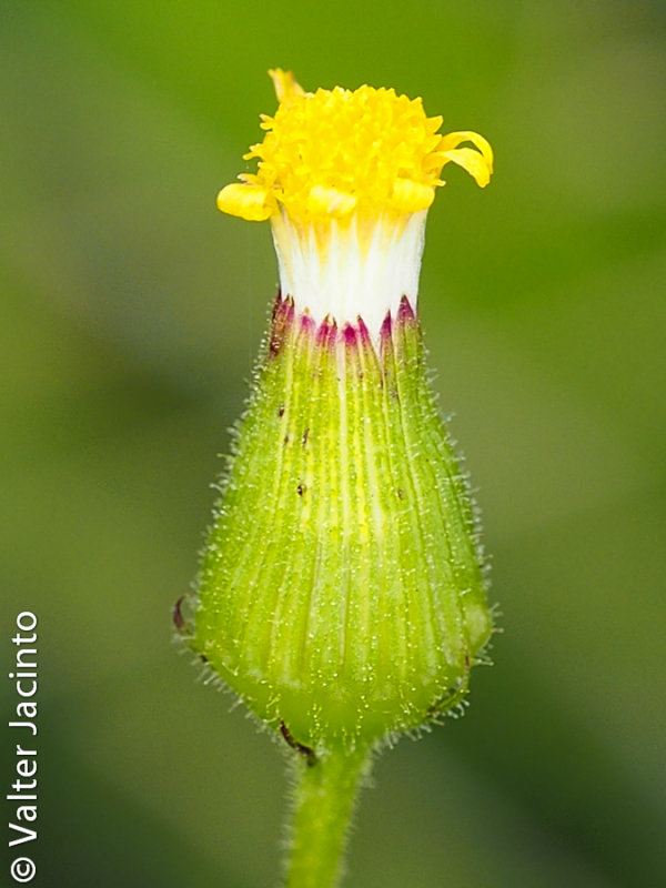 Erva-loira-de-flor-grande; Tasneira-azulada (Senecio lividus)