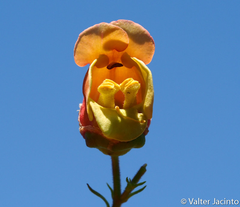 Scrophularia sambucifolia subsp. sambucifolia