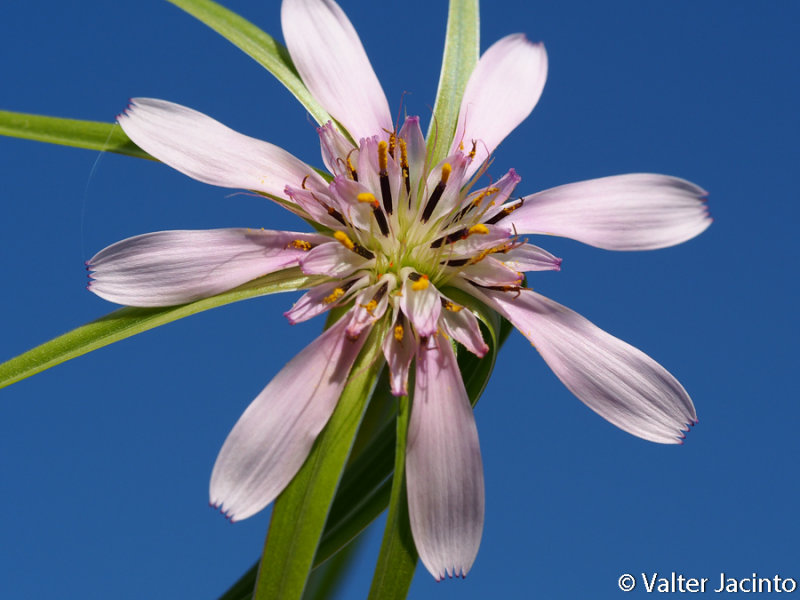 Pasture Goatsbeard (Geropogon hybridus)