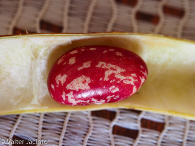 Feijo encarnado //Common Bean (Phaseolus vulgaris)